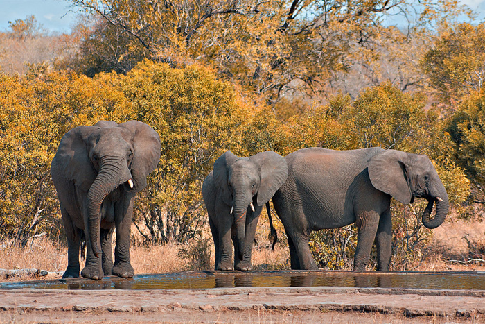 New festive season access system for Kruger National Park - Africa