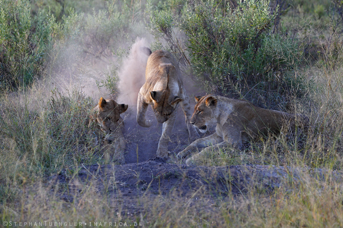 Video: Lions dig warthog out of burrow - Africa Geographic