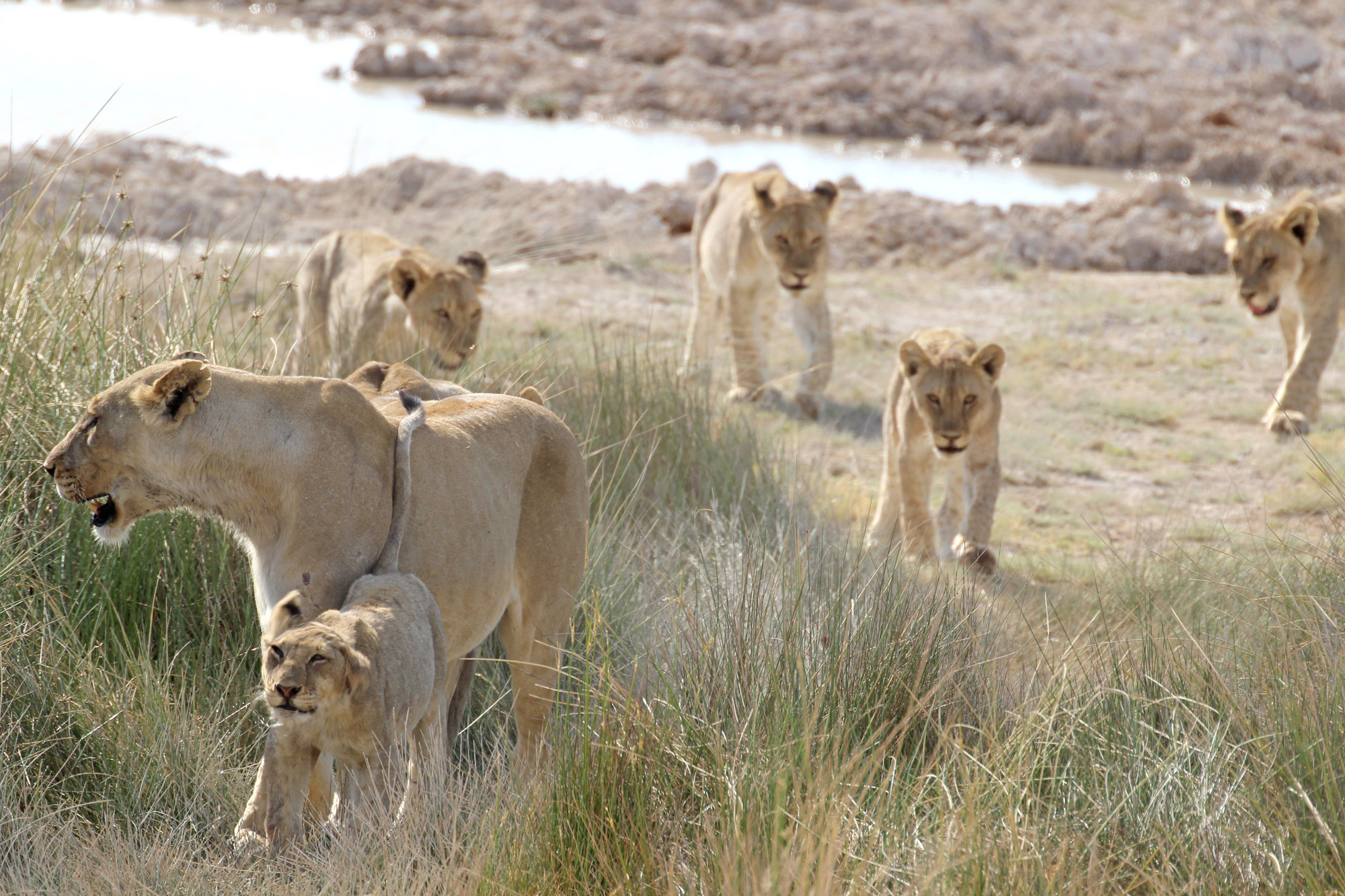 A lioness passes with her cubs in tow ©Janine Avery