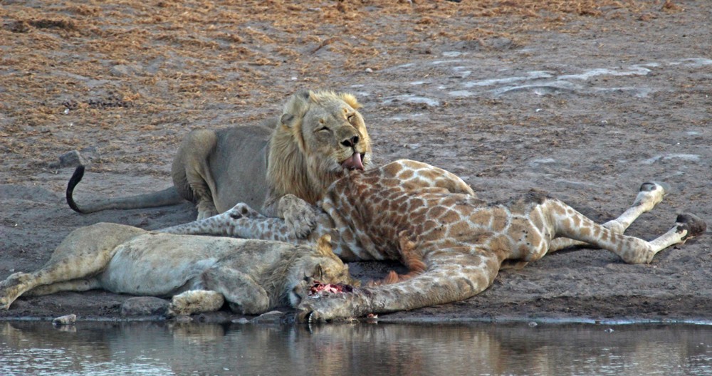 Etosha Lions are in for a feast ©Janine Avery