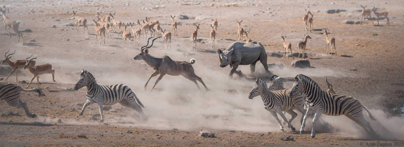 Etosha mayhem-at-the-waterhole-anja-denker