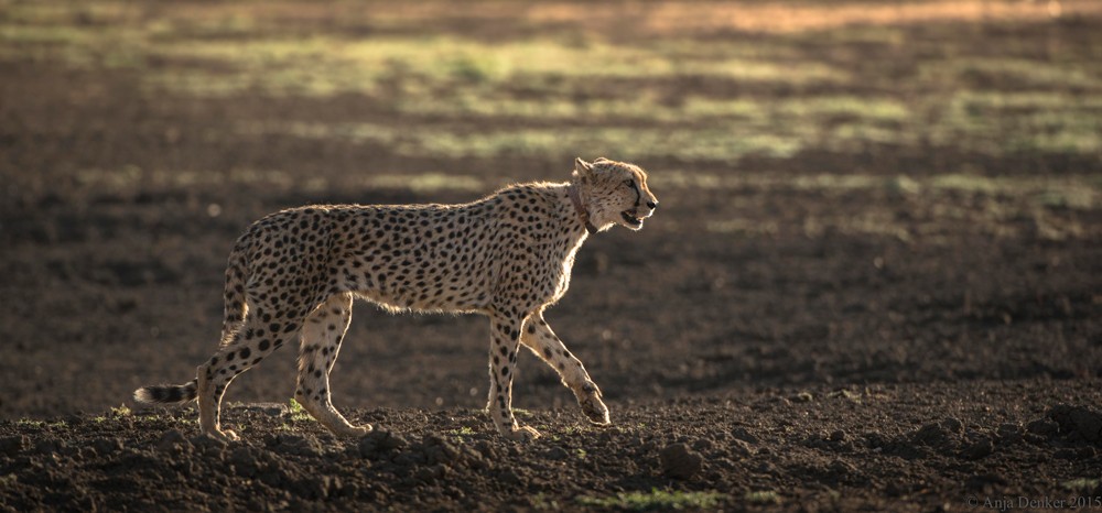 A collared cheetah at Okonjima ©Anja Denker