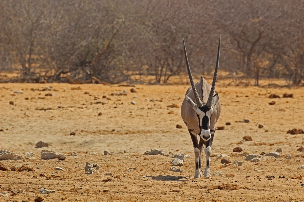 Etosha - Namibia's national animal holds fort ©Janine Avery