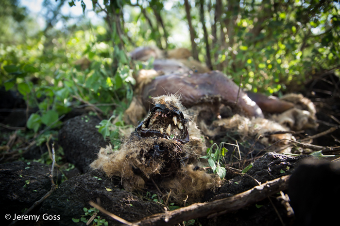 Giant Kenyan elephant killed by authorities on suspicion of