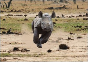 rhino-running - Africa Geographic