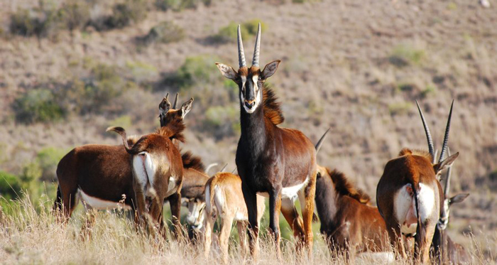 Bushveld bums - a tell tail sign - Africa Geographic