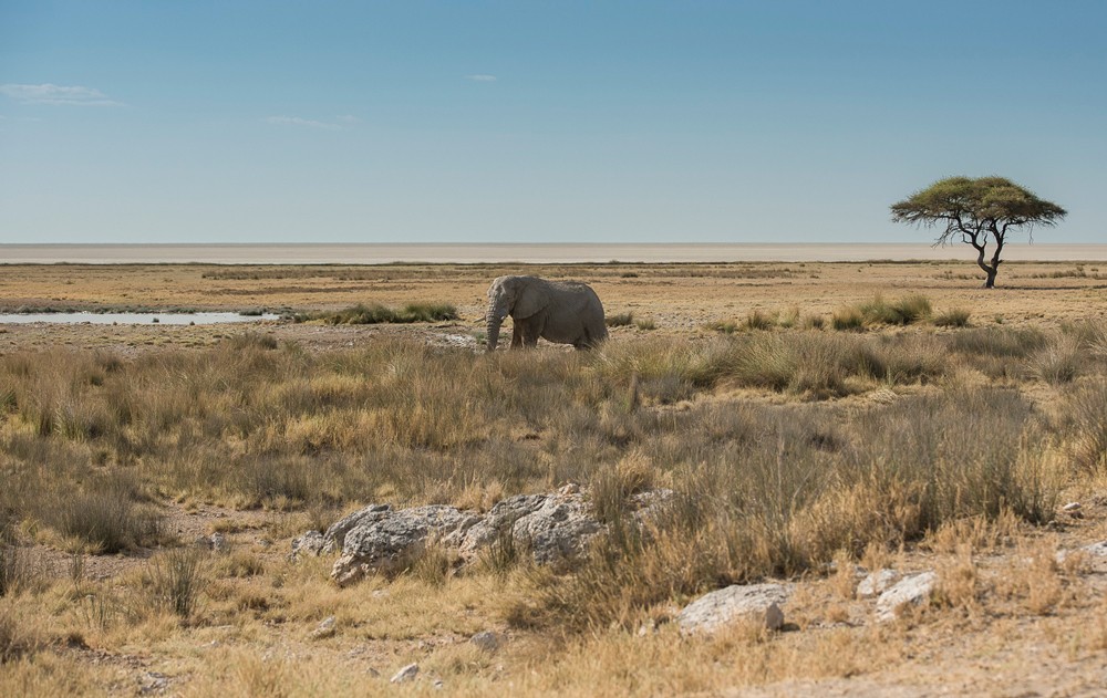 An Etosha icon ©Anja Denker