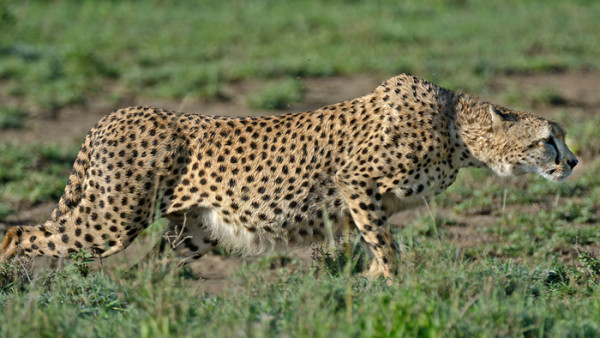 Cheetahs in the Serengeti - Africa Geographic