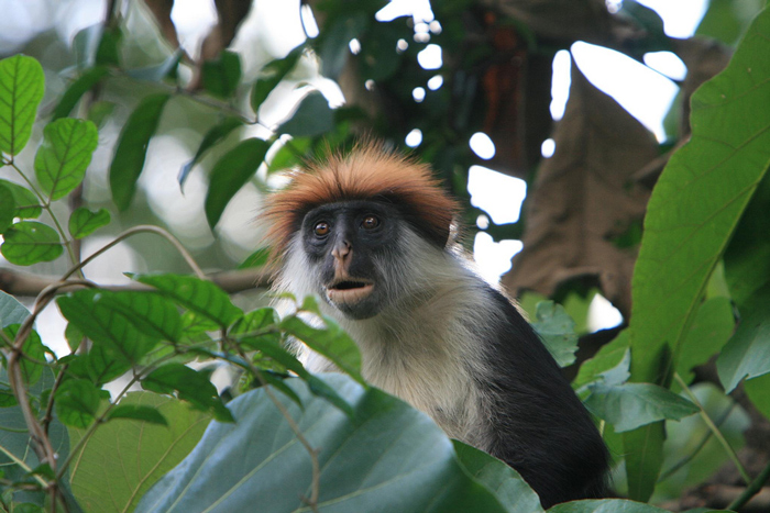  Udzungwa red colobus © Marc Veraart 