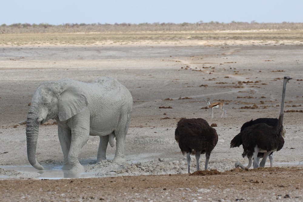 A 'white elephant' keeps the ostriches company at an Etosha waterhole ©Janine Avery