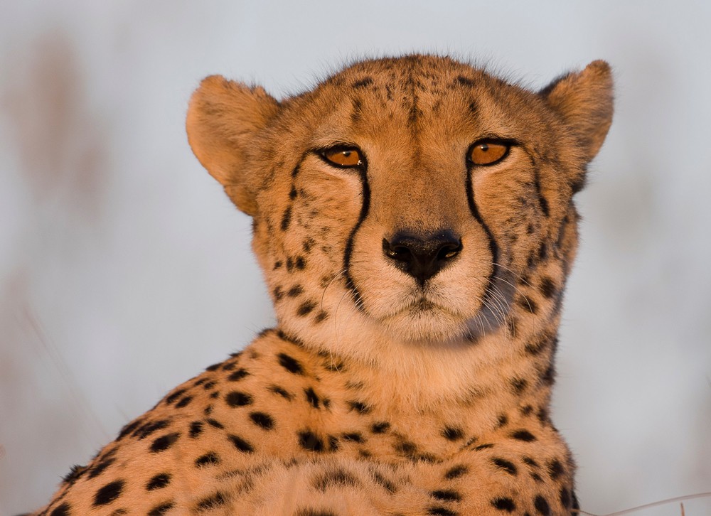 wim-van-den-heever-cheetah