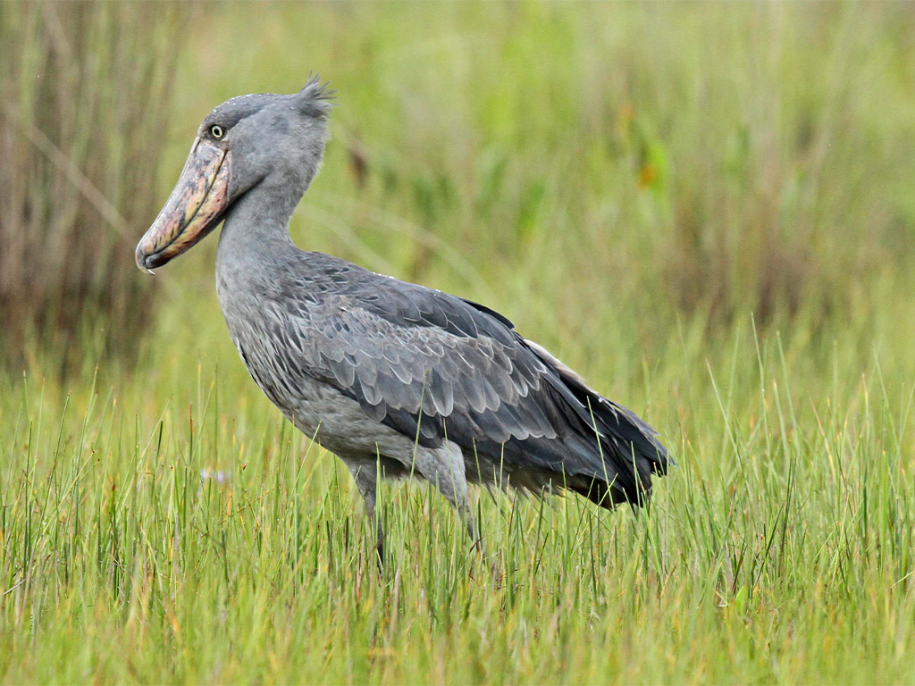 Shoebill stork Uganda with Africa Geographic
