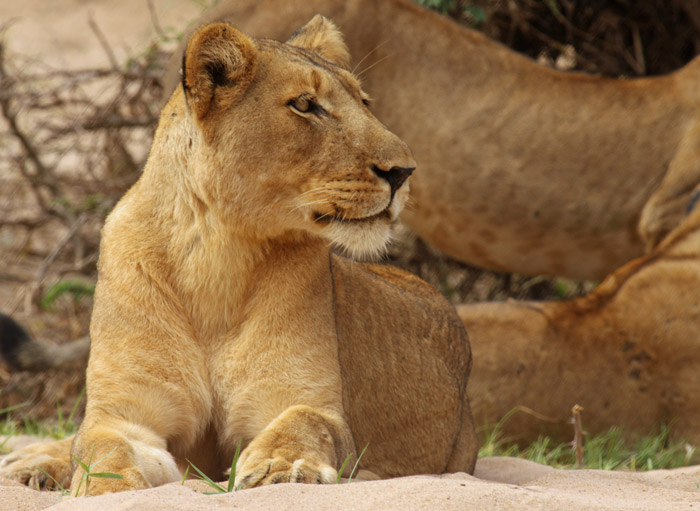 mana pools