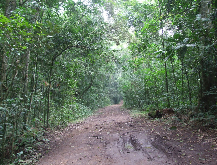 Kibale-Forest - Africa Geographic