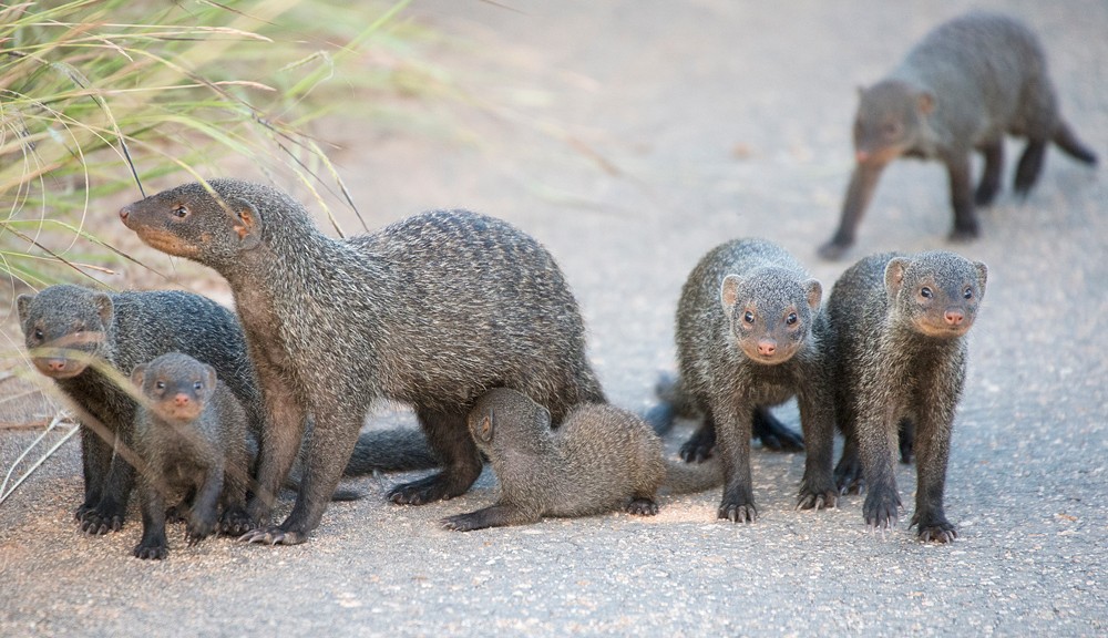 banded-mongooses-sally-robinson