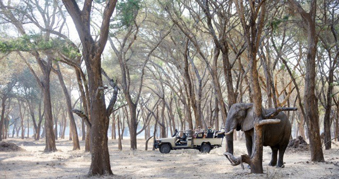 mana pools