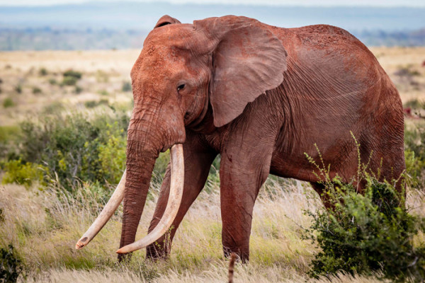 Join this great tusker safari to save elephants - Africa Geographic