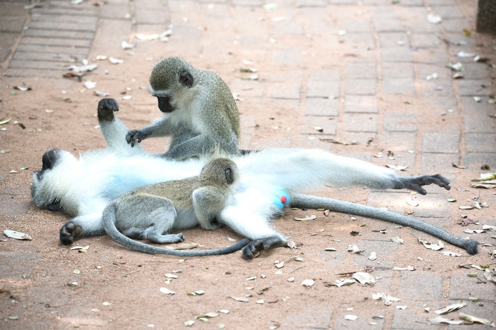 grooming-time-sally-robinson