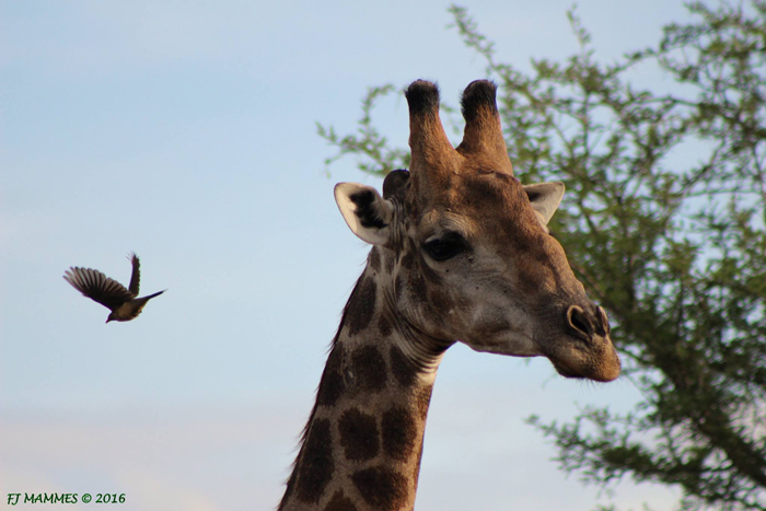 Diagram Of The Lungs And Heart