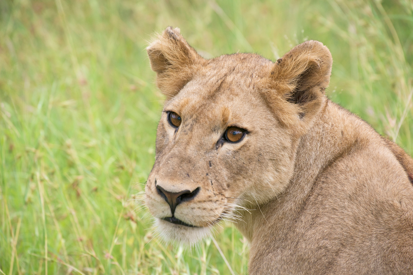 A young, very relaxed lion already bears scars from fights ©Sally Robinson