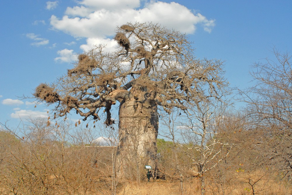 huge-baobab-at-mopani-rest-camp