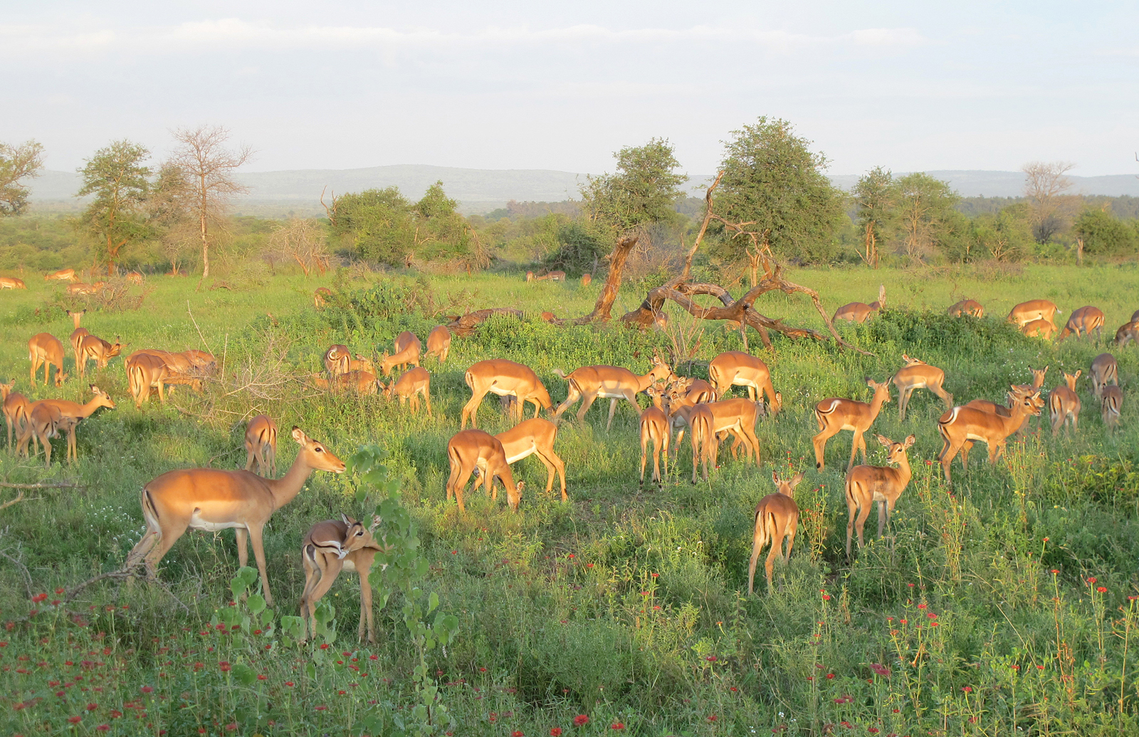 impala-kruger-national-park