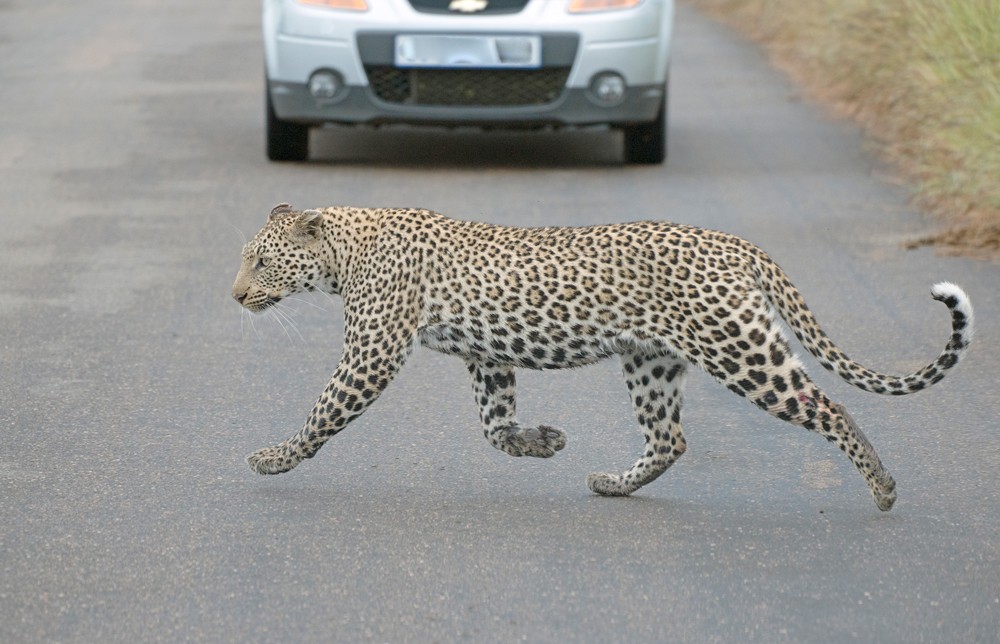 leopard-crossing-road-kruger-sally-robinson