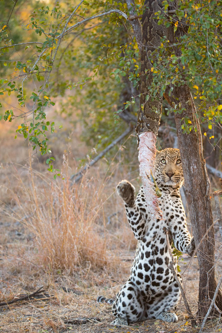 Leopard steals honey badger's giant python - Africa Geographic