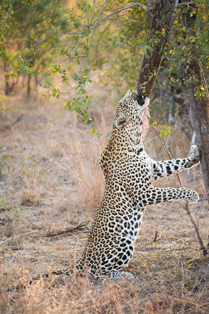 Leopard steals honey badger's giant python - Africa Geographic