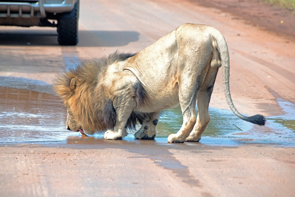 lion-drinking-kruger-sally-robinson