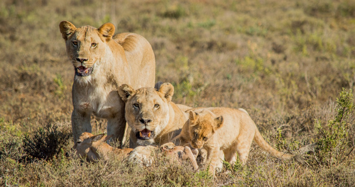 Two lionesses teach a lion cub how to hunt - Africa Geographic