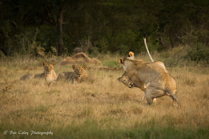 Why do lions play? - Africa Geographic