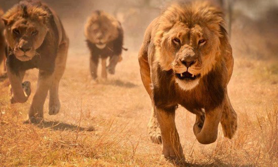 lions running