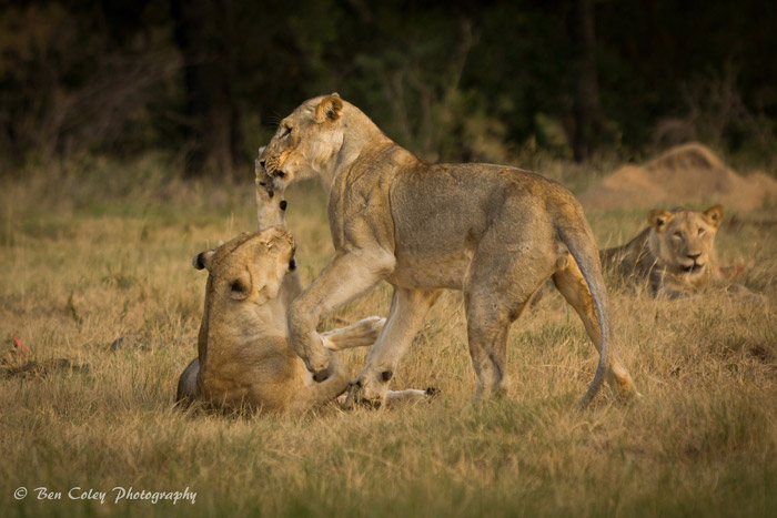 Why do lions play? - Africa Geographic