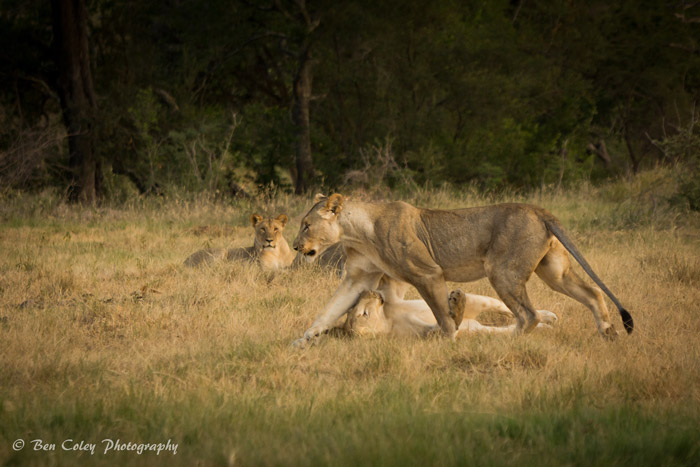 Why do lions play? - Africa Geographic