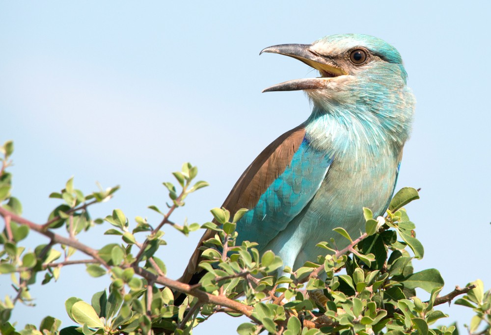 roller-kruger-sally-robinson