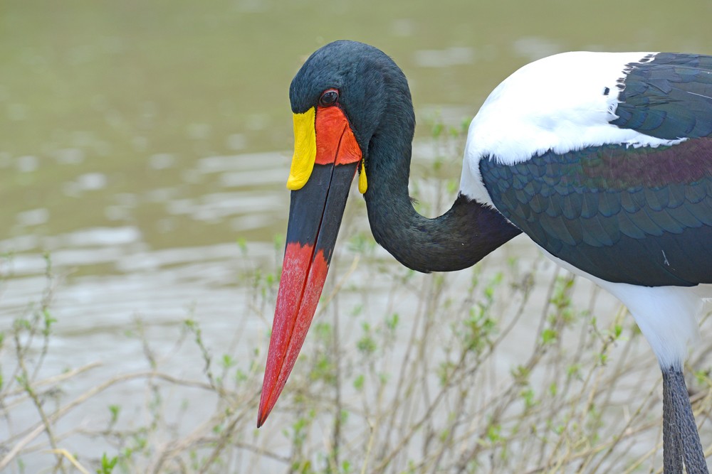 saddle-billed-stork-sally-robinson