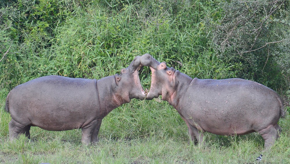 two-hippos-kruger-sally-robinson