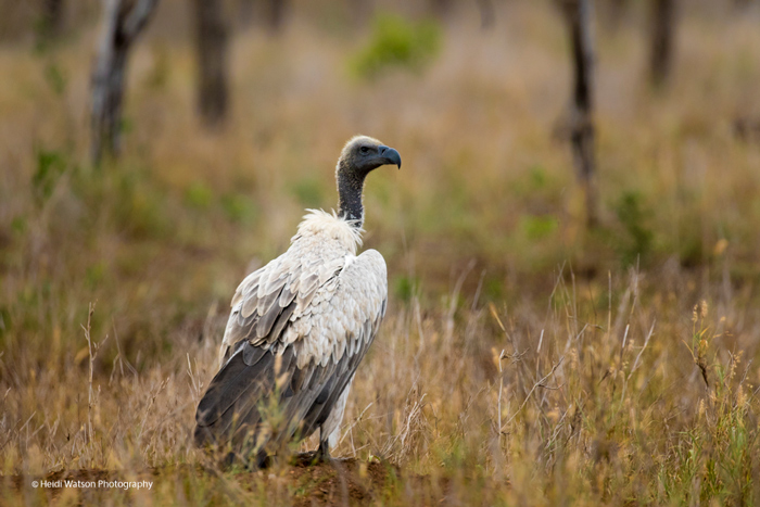 vulture-zululand-rhino-reserve