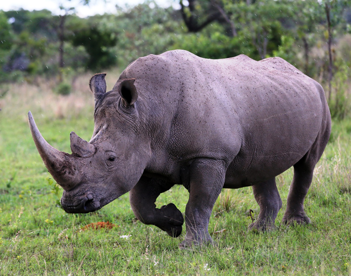 white-rhino-conservation-action-trust - Africa Geographic