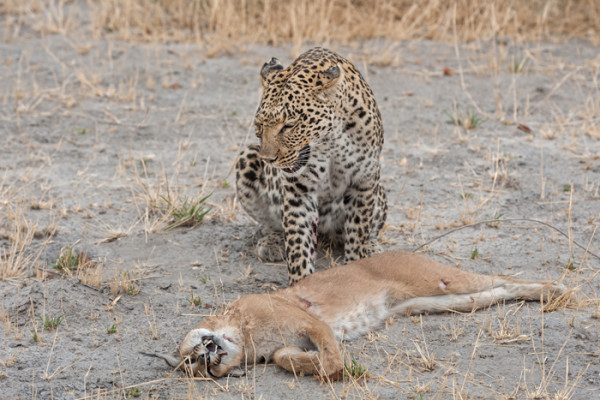 Cat fight: leopard vs. caracal - Africa Geographic