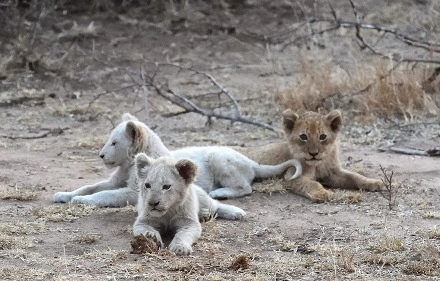 Timbavati White Lions Africa Geographic 