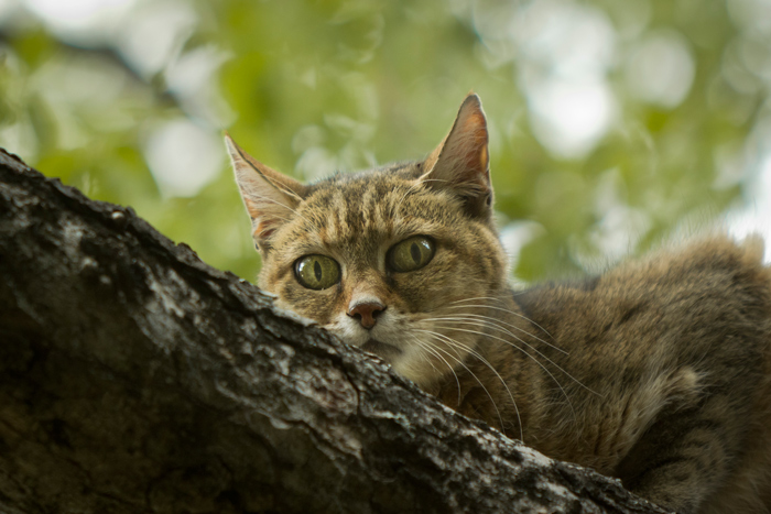 A closer look at the African wildcat - Africa Geographic