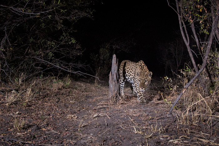 camera trap