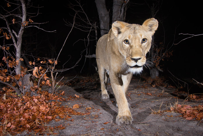 camera trap