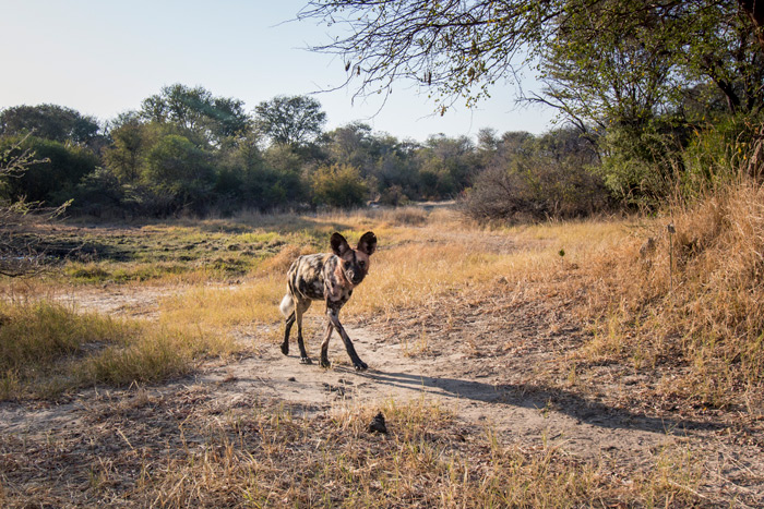 camera trap