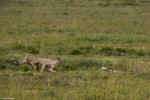 The cheetah and the hare - Africa Geographic