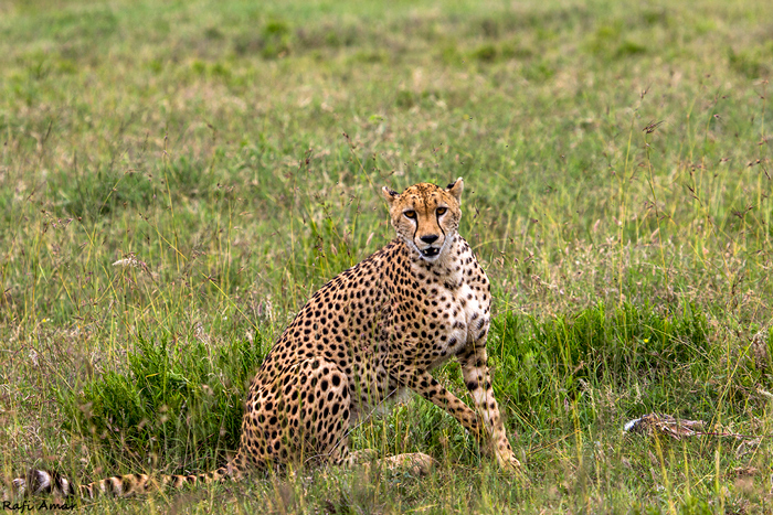 The cheetah and the hare - Africa Geographic