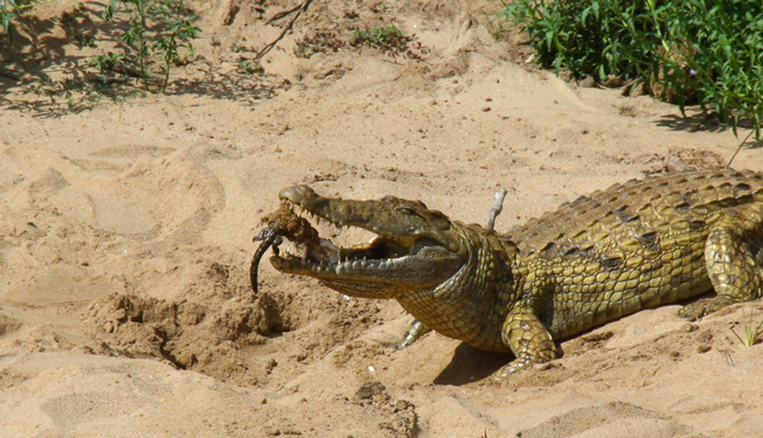 Baby Crocodiles Hatch In The Selous Game Reserve Africa Geographic