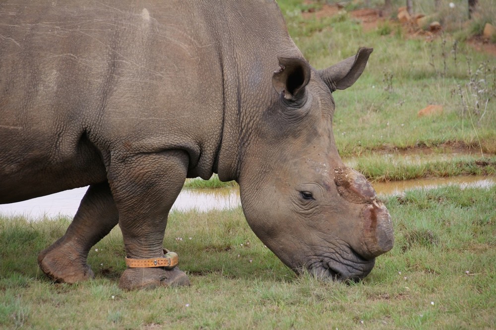 dehorned-rhino-bull-private-game-reserve